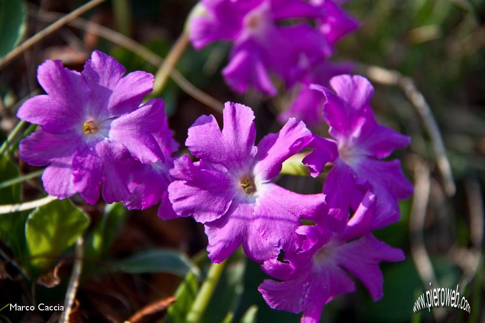 06_primula glaucescens_Primula glaucescente.jpg